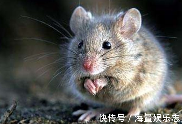 老鼠|属鼠人的名字中若带这些“字”，则一生衣食无忧，富贵有余！