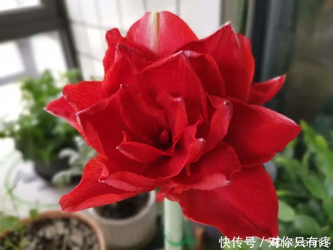 养花爱花2021赏花日历，看好这一篇，不会错过花期