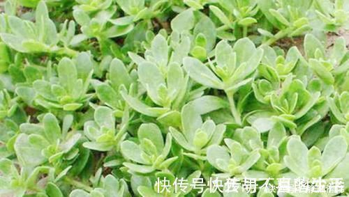 大克星|不起眼的它,竟是湿气“大克星”,没事喝一杯,湿气祛得一干二净