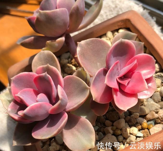 光照|多肉植物叶插发芽后该如何养护浇水要注意,让根系更强健