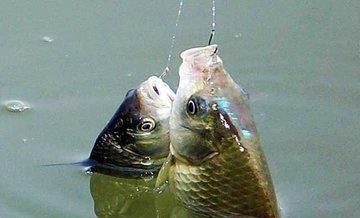 鲫鱼|被大鲫鱼独宠的饵,老钓手都在用,大鲫鱼再贵我都不吃