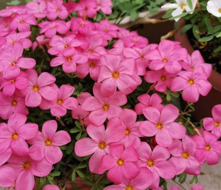 养花试试此几款,全年开花不停,花色鲜艳夺目,花朵美艳迷人