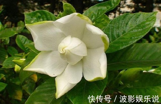 成活率|扦插栀子花最简单的方法，路边剪根枝条就能扦插，非常适合新手