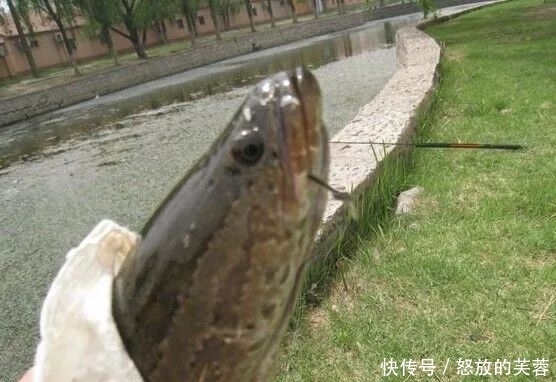 钓黑鱼不只有路亚,只要掌握方法,手竿传统钓一样刺激