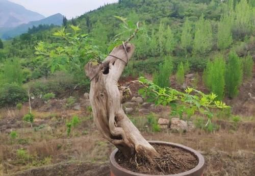 黄荆盆景能用醋兑水浇吗？为何？