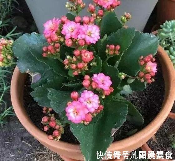 植株|刚买的长寿花，换盆做好“3件事”，蹭蹭长新芽，开花就爆盆