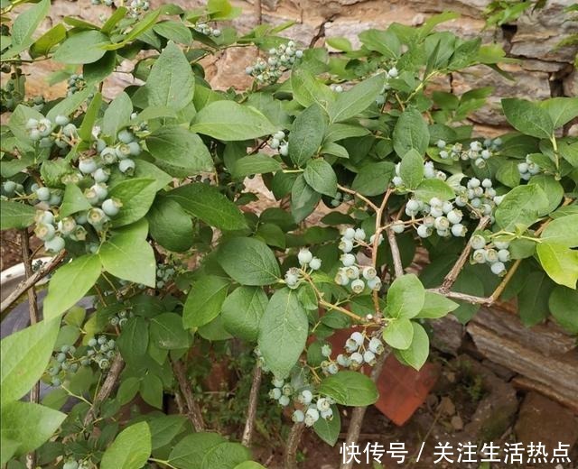 家中院子里，秋天栽3种果树，成活率高，来年早结果！