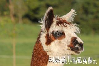 |搞笑笑话,动图:老哥,这就有点尴尬了!