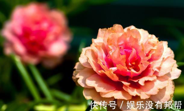 波斯菊|现在遇到5种花,请绕道走,管不住手就上当了