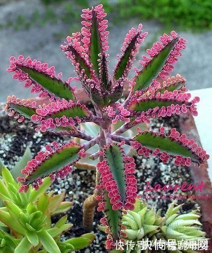 马萨德|神奇!这个开花树居然可以长成这样震撼世人!真是太美了