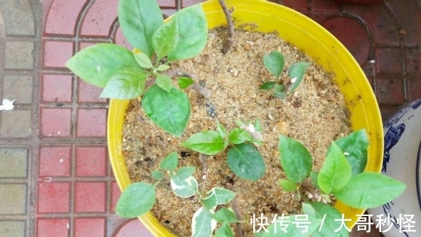 园艺新人适用的经验知识：将它们列入“养花配土”的原材料吧