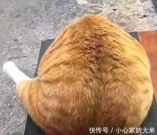 猫咪|大神将猫咪制作成沙雕手办，总感觉不对劲，这明明就是个“鸡腿”