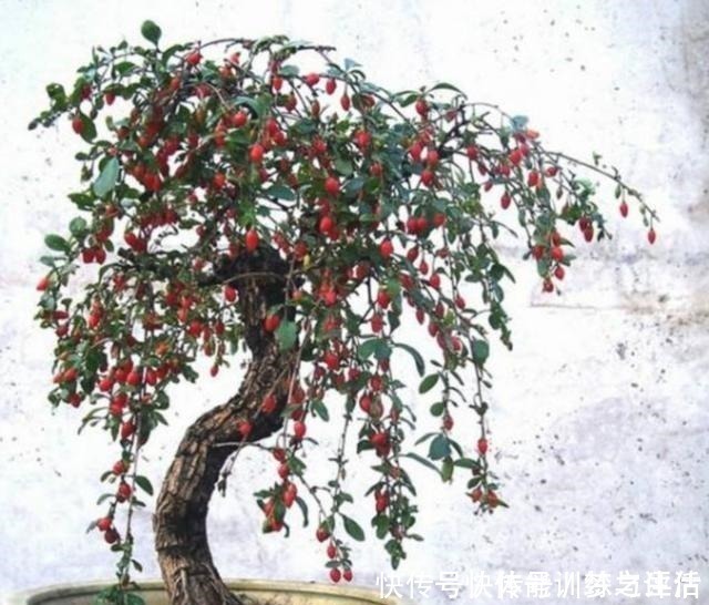 枸杞树|野外的枸杞树,制作成盆景,美观大方,还能结满“红果”!