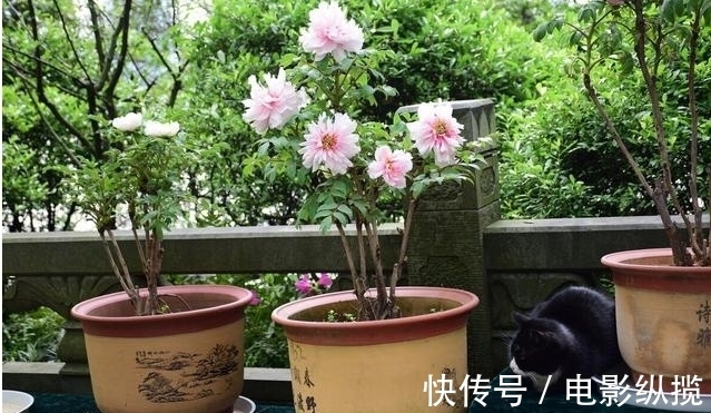 病虫害|养花有讲究,遇到3种情况,只怪你太勤快懒一点,花卉长得更好