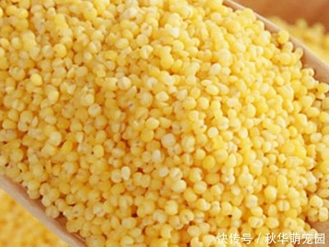 小米配“一宝”补充气血肾更好,老婆应该多做给老公吃