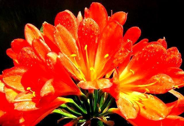 养好君子兰，配土是“关键”，加上一点“它”，满盆长满大白根