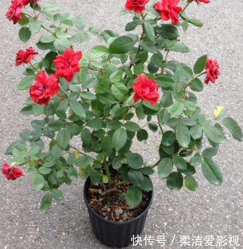 月季盆栽要领分享:作为养花人,收藏这一篇就够了!