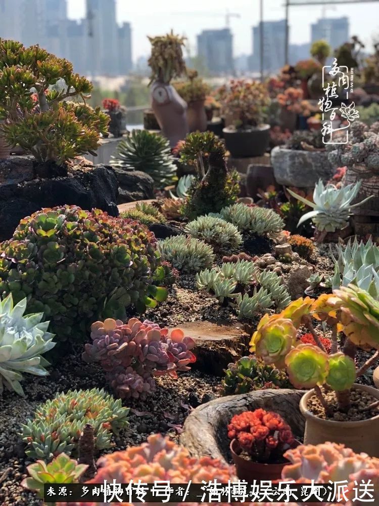 挂区|因为多肉,背井离乡来到开挂区,多肉变好看,小伙变大叔!