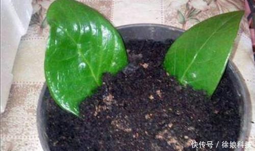 家里养4种花,只用叶子就能插活,方法也简单