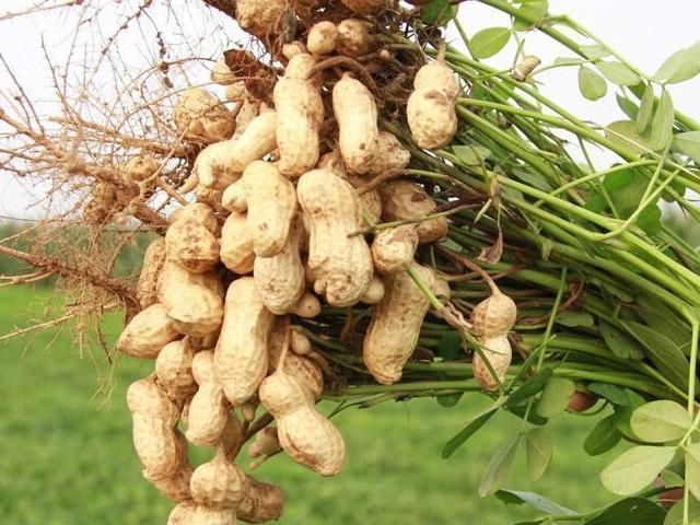 营养物质|花生和“它”搭配吃,胜过“阿司匹林”,坚持吃,或远离血栓高血压