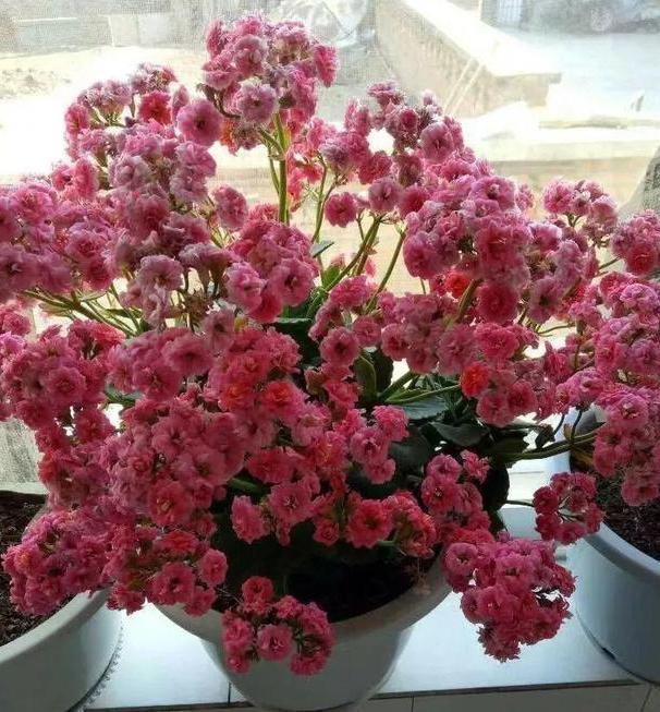 在家养花,该如何解决虫害难题3个妙招,保你杀虫没顾虑