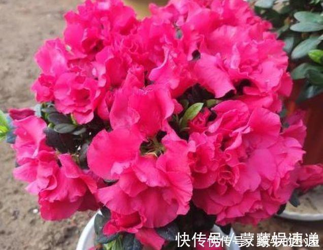 档次|4种花养家里,美成了花园,名字好听,开更美,开花漂亮上档次!