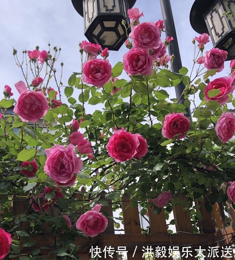 植株|想让月季开花多,记住5月做好“几件事”,花苞一茬又一茬