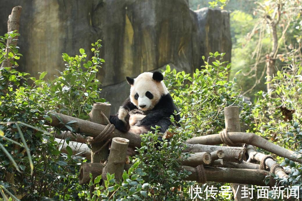 青-都|青-都熊猫谷年卡首发“一户一墩”熊猫老家安排上了