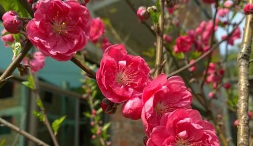 有个小院子,定要养棵耐寒花,一到冬天就开花,人人见了都夸美!