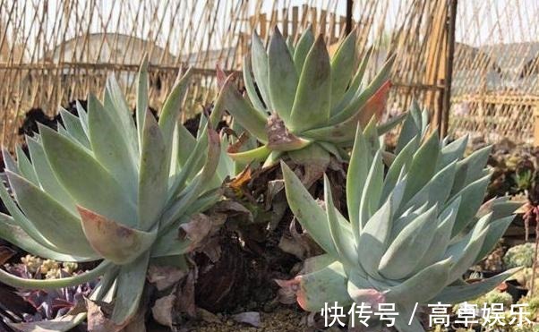 老桩|养多肉老桩，不想它茎叶长得乱糟糟就从这4方面着手提升颜值