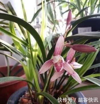 根系|悄悄告诉你,养护“兰花”有个小技巧,透气不烂根,开花多又香!