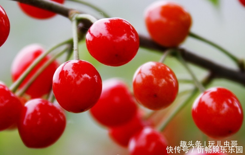 樱桃健脑益智,那么甜樱桃怎么种呢掌握4点,种出甜甜甜樱桃!