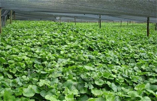 女性不愿长满皱纹,常吃以下蔬菜,祛皱润肤,排毒养颜,价值高