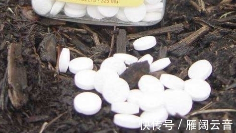 养花不需要经验,自制3种“生根溶液”,养啥花都能“旺”!