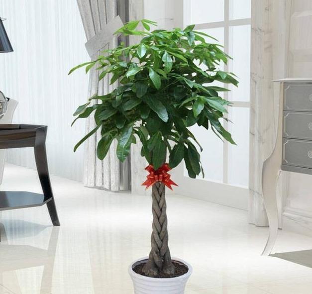 想要养好发财树,学会“浇水”小技巧,根不烂,叶不黄,整年油绿