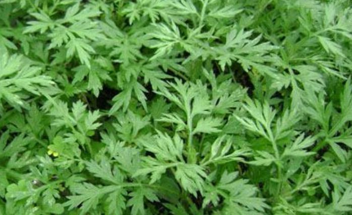 女人|子宫肌瘤的“天敌”找到了，每天吃点，活血暖宫，妇科病不纠缠