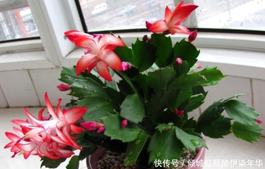 “生根水”不用买家里就有好几种 ,比买的更好用,白根蹭蹭长