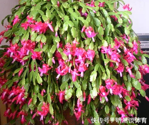 家养蟹爪兰摆放有讲究，学会这几个小技巧，轻松花开爆满盆