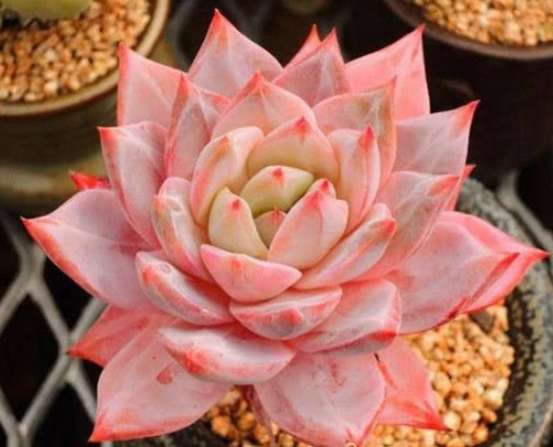 多肉厚叶蓝鸟怎么叶插教你3个小妙招，叶插成功率高长势旺盛