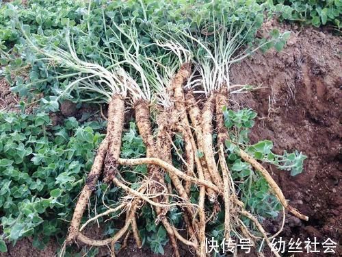 芳香|一种人参，俗称“臭参”，吃了忍不住放屁，但价值高，炖肉是一绝