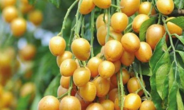 果酸|天然的“止咳药”找到了,每天一碗,化痰平喘,比吃药效果还好