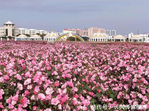 耐寒植物推荐花葵 快资讯