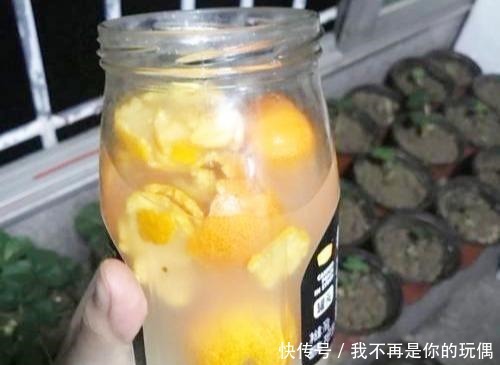 “桔子皮”养花一级棒，3个“要点”处理好，养啥“旺”啥