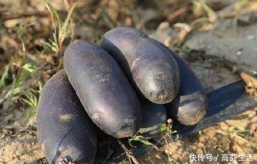 锦荔枝|想长寿先养生,三种食物换着吃,养肝护肝,清热排毒,早吃早受益