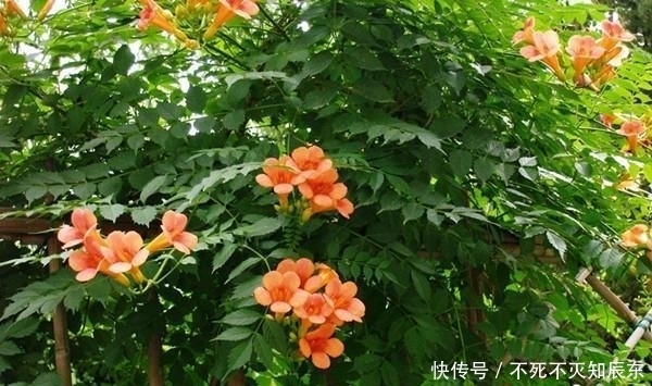 草本植物|庭院植物配置之常用乔木、灌木、藤本及草本植物