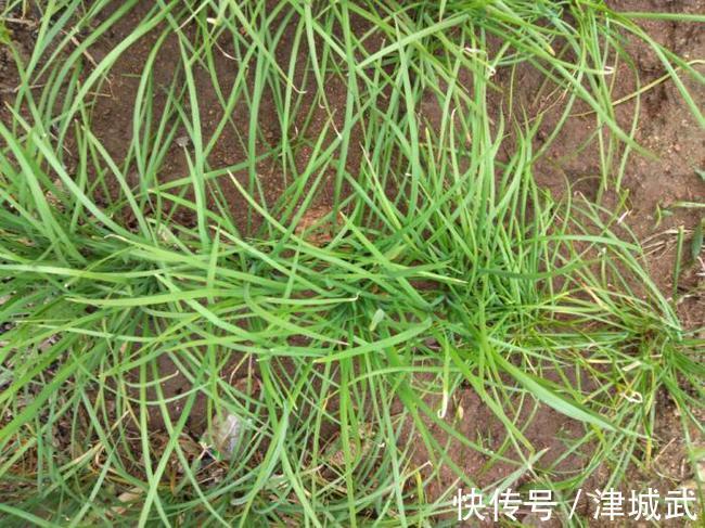 这菜包饺子真好吃，才2块钱一斤，鲜美多汁比肉馅饺子都好吃