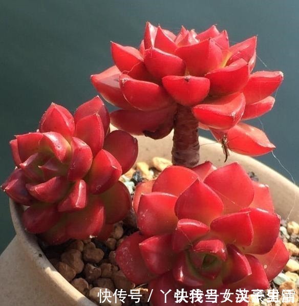 花友|原来可以把蒂亚“虐”这么红,4点掌握了,你养的蒂亚一样红!