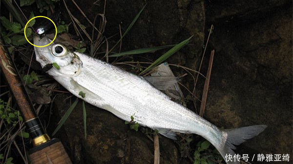 串钩|民间钓翘嘴鲌鱼的五种方法,盛夏高温鱼难钓,这种鱼反而更好钓