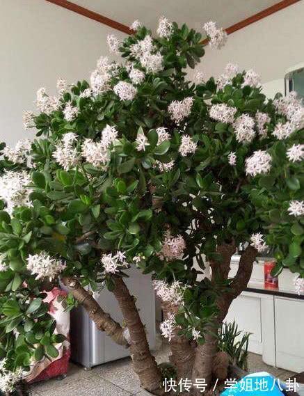 老桩|6种“懒人花”,堪称“不死花”,养成老桩几十年,旺家又值钱