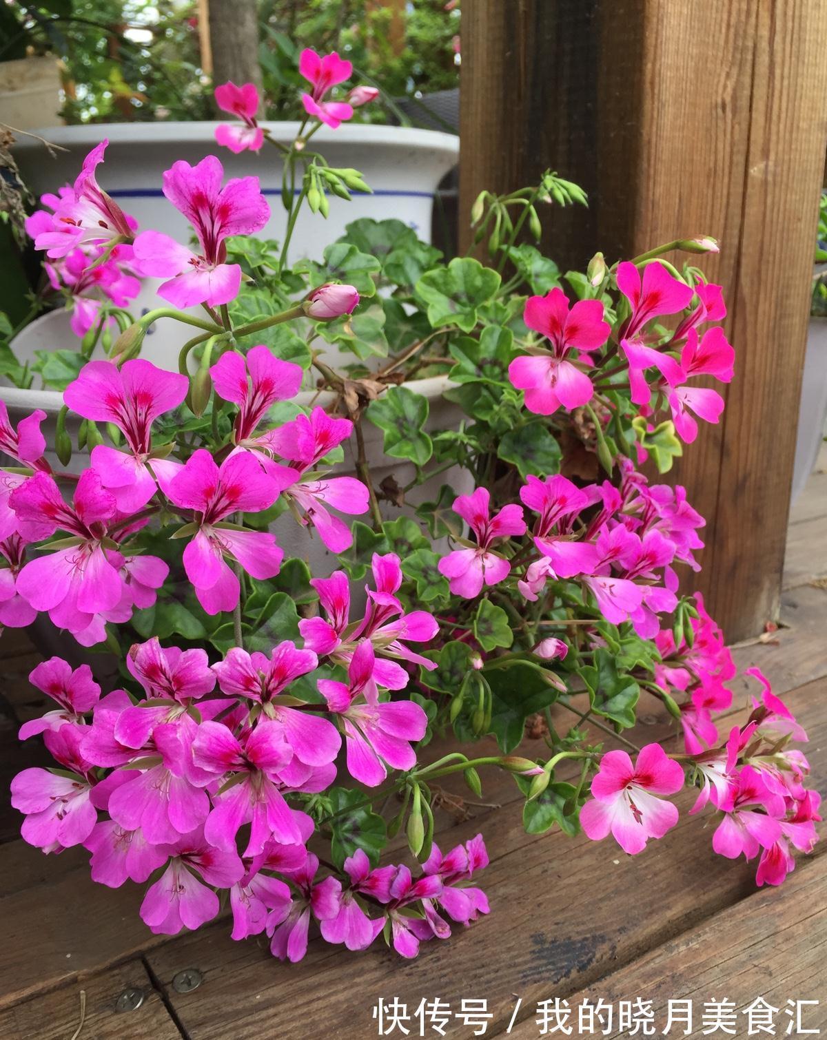 天冷就养“6种花”,越冷越爱开花,吉祥“喜庆”又高档